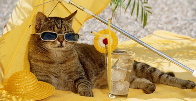 image of a cat sunbathing on sand, with sunglasses and a cool drink